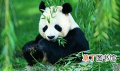 中国有多少只大熊猫 中国目前一共有多少只大熊猫