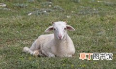 养殖山羊技巧，山羊养殖教程