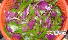 紫贝菜的做法与功效 紫贝菜的做法与功效是如何的呢