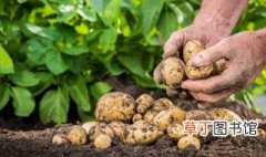 秋土豆种植时间 秋季土豆种植最佳时间
