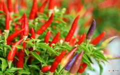 辣椒怎么种植在花盆里 辣椒种植的步骤方法