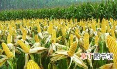 玉米如何高产 玉米高产栽培