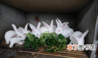 兔子的养殖技术及方法 兔子养殖技术教程