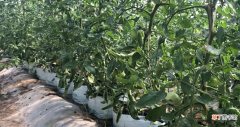 番茄怎么种植才能高产 提高番茄产量的3个技巧
