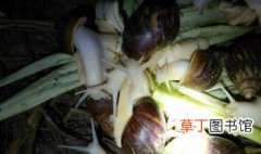 养殖白玉蜗牛不怎么进食怎么办 养殖白玉蜗牛不怎么进食解决方