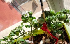 小番茄怎么种在家里 小番茄壮实茂盛的种植方法