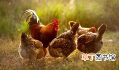 养殖七彩山鸡需要注意什么 七彩山鸡的养殖技巧