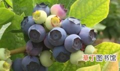 蓝莓繁殖方法如下 蓝莓的繁殖方法
