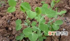 土培豌豆苗的种植方法 土培豌豆苗的种植方法介绍