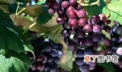 葡萄种子怎么种植方法 葡萄种子种植方法介绍