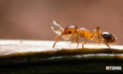 永久去除小黄蚂蚁的小妙招 消除小黄家蚁的5个小妙招