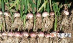 独头蒜的种植方法 独头蒜的种植方法介绍