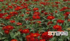 红花种植方法 红花种植方法介绍