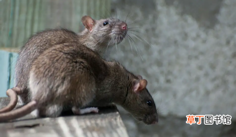 老鼠夜晚为什么唧唧叫 老鼠夜晚为什么唧唧叫还发现死老鼠