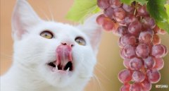 猫可以吃什么水果 喵咪可以吃的10种水果