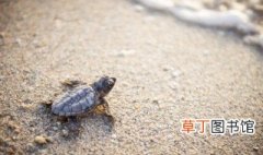 豹纹龟养殖技巧 豹纹陆龟如何饲养
