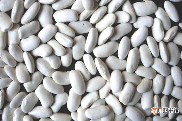 白芸豆的功效与作用 白芸豆的禁忌