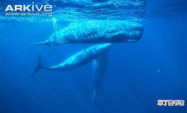 鲸鱼是什么动物,鲸鱼是什么样子的动物