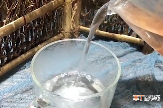 铁皮石斛泡水喝方法