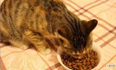 猫可以吃什么食物 猫咪可以吃的8种食物