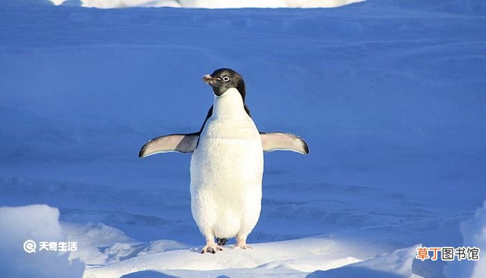 企鹅多少度会热死 企鹅会热死吗