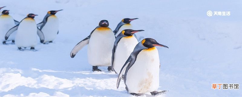 企鹅多少度会热死 企鹅会热死吗