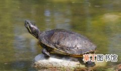 黄缘龟简单养殖环境 国龟黄缘养殖技巧