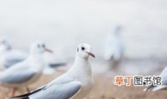 西安大型鸽子养殖技巧 西安哪里卖鸽子