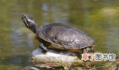 石龟养殖技巧 石板龟怎么养