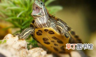 龟养殖技巧 龟的饲养方法及注意点,养龟爱好者!