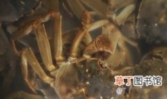 飞蟹养殖技巧 螃蟹的养殖方法