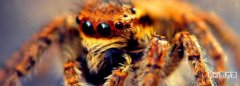 草蜥的天敌是什么，毒蜘蛛的天敌是什么