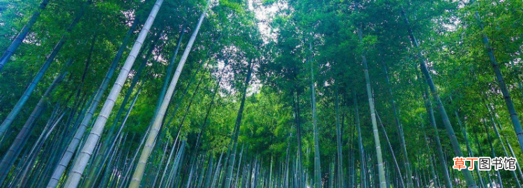 毛竹是什么样子，毛竹是一种生长在中国等亚洲国家的竹子在它一生中的最初5年里你几乎观察不到它的生长即使生存环境