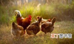 散养鸡技术与养殖技巧 怎样散养鸡