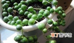 珍珠吊兰养殖技巧，珍珠吊兰种植