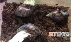野生蜗牛家里养殖技巧 野生蜗牛怎么养才能养活