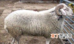 母寒羊养殖技巧 小尾寒羊母羊养殖技术