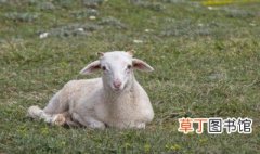 山羊养殖教程 山羊养殖技术技巧组合