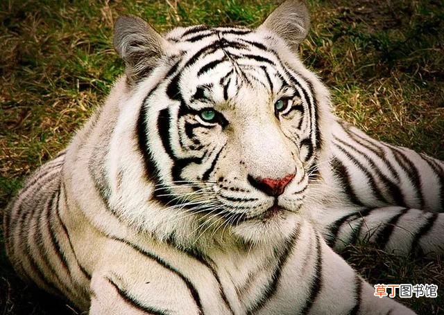 白虎年是哪几年，白虎是几级保护动物