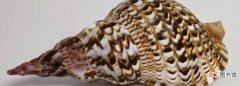 凤尾螺是不是二级保护动物