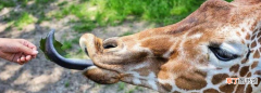 长颈鹿的舌头是什么颜色的，长颈鹿耳朵旁的东西是什么