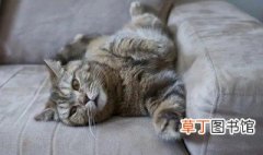 猫尿沙发上怎么清洗，猫尿怎么去除沙发