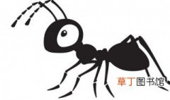 蚂蚁的英语怎么读 蚂蚁的英语如何读