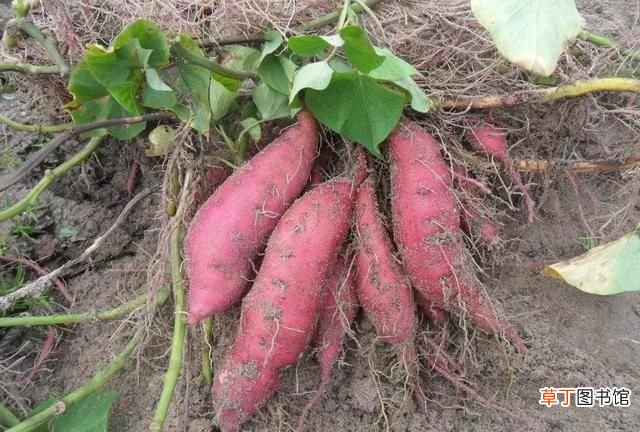 冬天红薯种子怎么保存