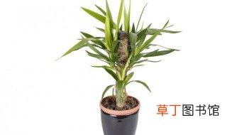富贵竹怎么养护越养越旺盛 富贵竹的养殖技巧