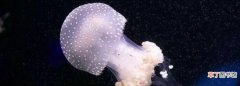 如何辨别海水珍珠的真假，怎么区分天然海蜇和人造海蜇
