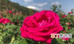玫瑰的种植方法及管理 玫瑰的种植方法和管理
