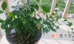 九里香盆栽的养殖方法和注意事项 九里香盆栽的养殖方法和注意