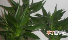 观音竹怎么繁殖 观音竹的繁殖方法有哪些