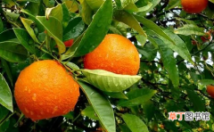 橙子揉一揉会变甜吗 橙子用手摸起来很光滑对吗?